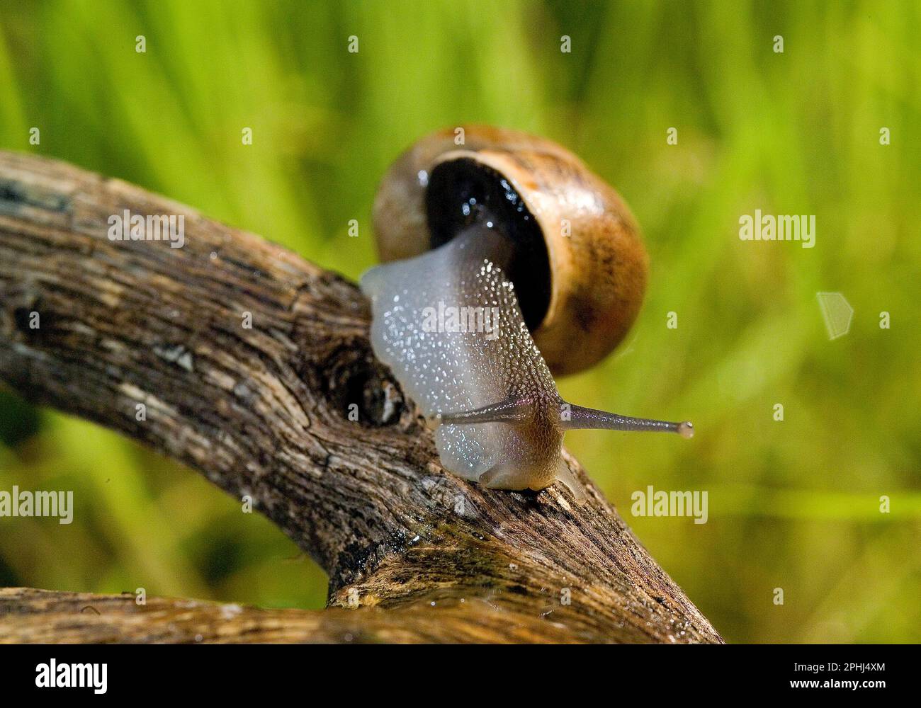 Escargot de terre Chiocciola (Eobania vermiculata). Comestibile. Sassari, Sardaigne. Italie Banque D'Images