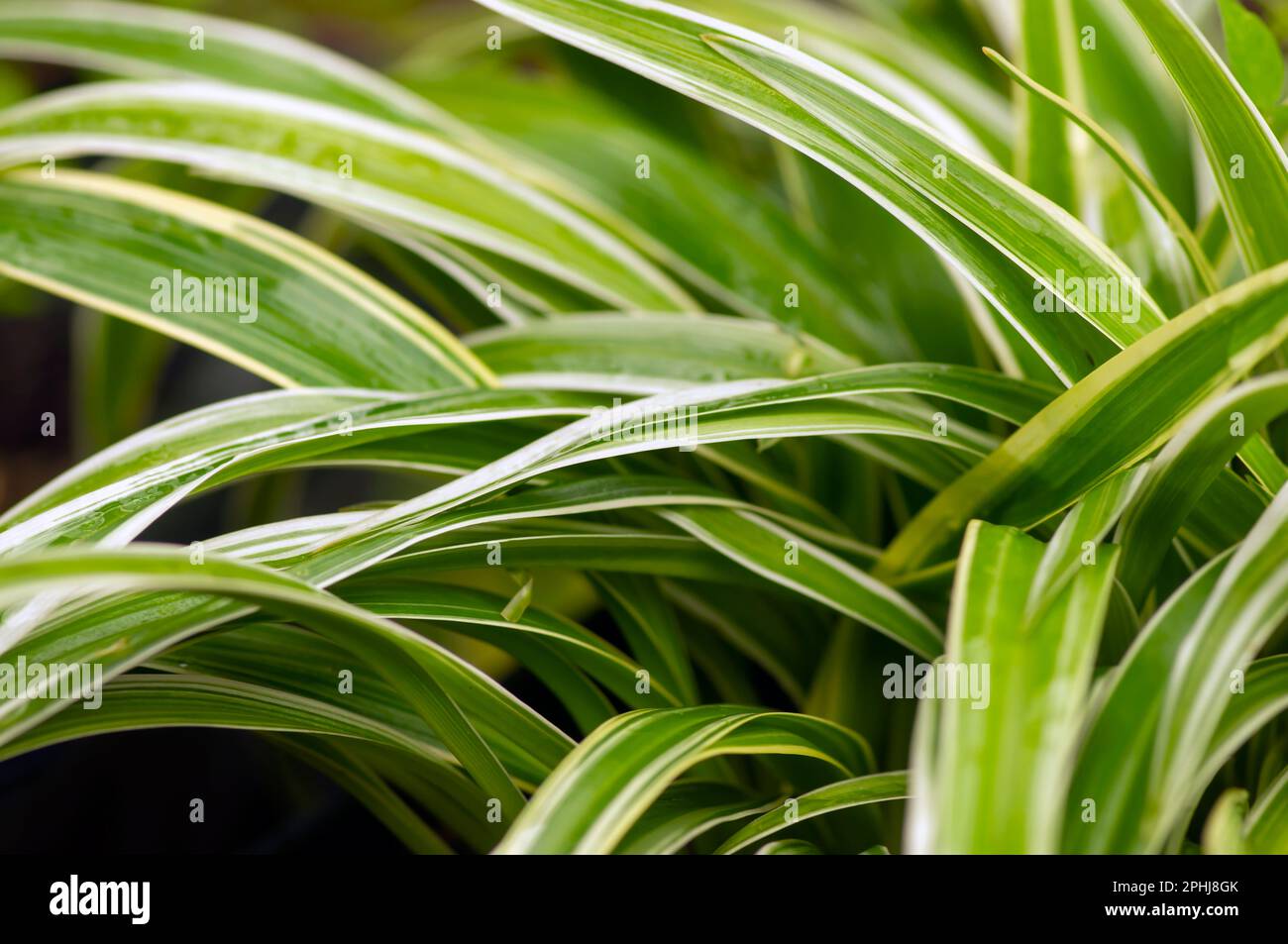 Défocused des feuilles de Lili paris (Chlorophytum comosum), souvent appelées plante araignée Banque D'Images