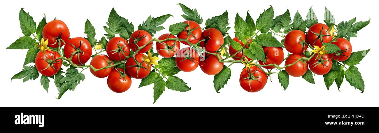 Vigne de tomate mûre comme fruit rouge mûr représentant le jardinage et l'agriculture végétale comme tomates mûres pour une salade ou sauce salsa et ketchup Banque D'Images