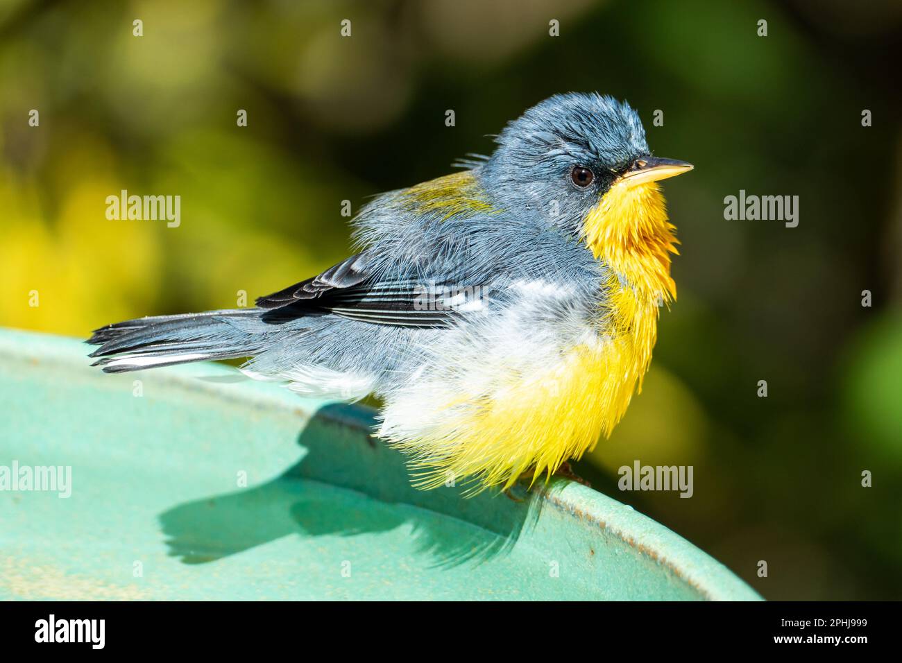 Le Parula tropical (Setophaga pitiayumi) est un petit verrulaire du Nouveau monde. C'est un petit oiseau de passereau. Banque D'Images