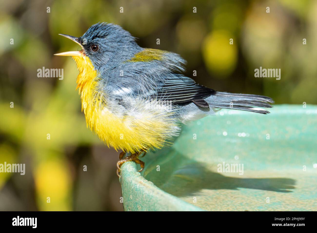 Le Parula tropical (Setophaga pitiayumi) est un petit verrulaire du Nouveau monde. C'est un petit oiseau de passereau. Banque D'Images