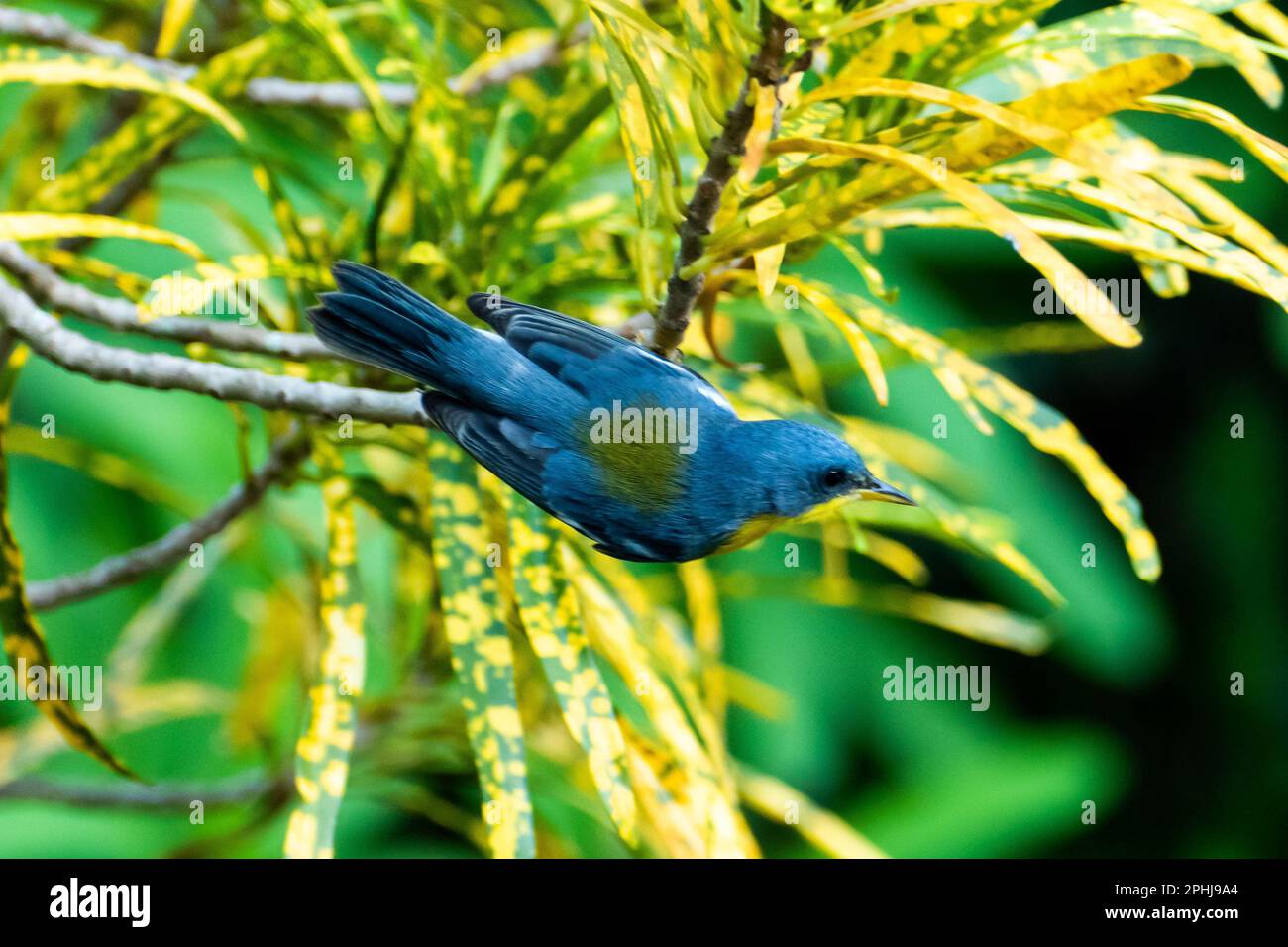Le Parula tropical (Setophaga pitiayumi) est un petit verrulaire du Nouveau monde. C'est un petit oiseau de passereau. Banque D'Images