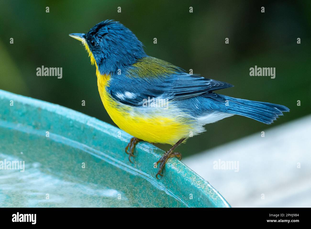 Le Parula tropical (Setophaga pitiayumi) est un petit verrulaire du Nouveau monde. C'est un petit oiseau de passereau. Banque D'Images