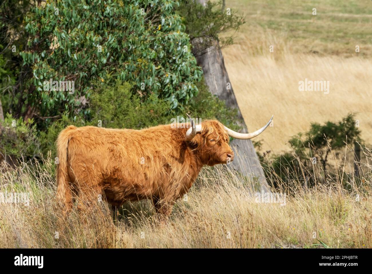 Gros plan d'une vache des Highlands qui se balade gratuitement dans le centre des Highlands de Tasmanie. Banque D'Images