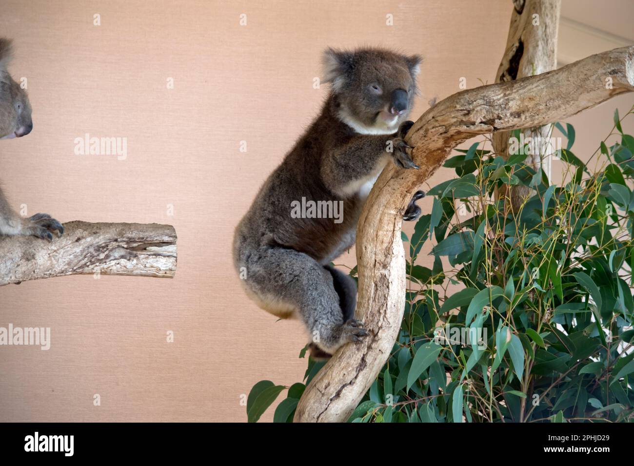 Les Koala ont une grande tête ronde, de grandes oreilles de fourrure et un gros nez noir. Leur fourrure est habituellement de couleur gris-brun avec la fourrure blanche sur la poitrine, les bras intérieurs, Banque D'Images