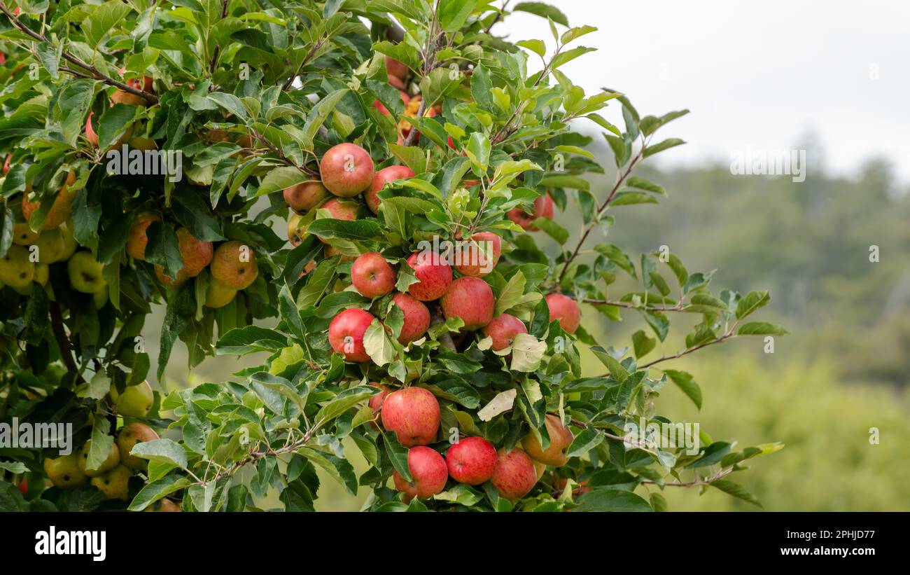 La vallée de Huon est le cœur des vergers de pommiers de l'île Apple, en Tasmanie. Les pommes rouges douces, croustillantes et délicieuses sont une source de vitamine A et C. Banque D'Images