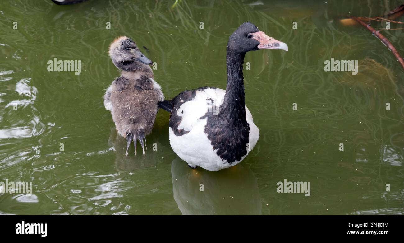 le gosling magpie a des peluches grises et des plumes blanches commencent à apparaître. Il a un oeil marron et un bec gris foncé. La magpie est une se noire et blanche Banque D'Images