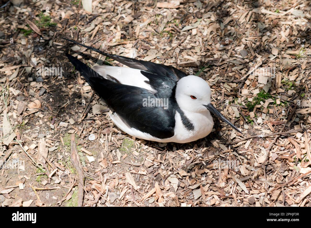 le stilt à ailes noires est un oiseau de mer noir et blanc Banque D'Images