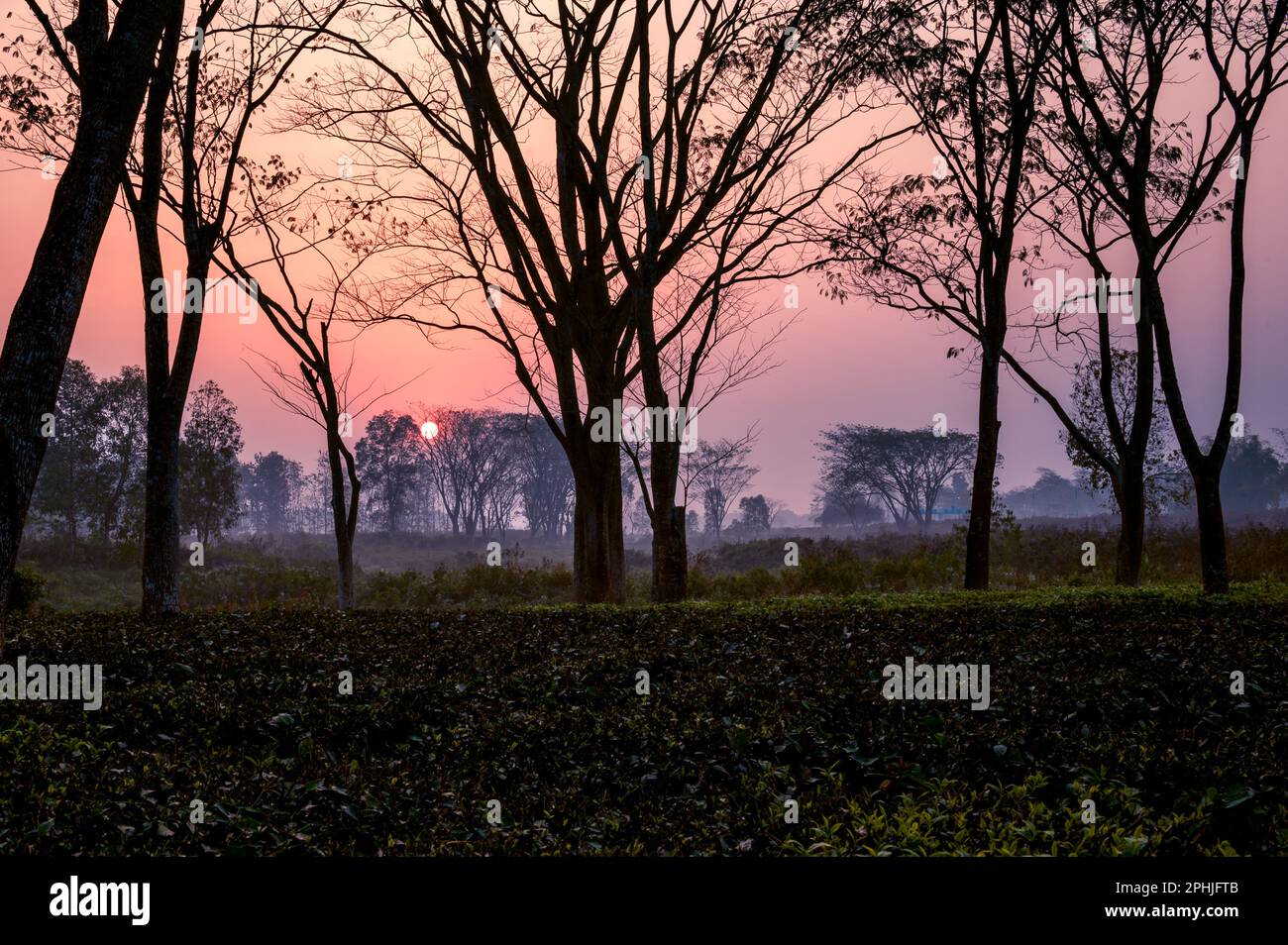 Lever du soleil dans le jardin de thé. Un beau lever de soleil à Latagudi avec la silhouette des arbres et le ciel orange en arrière-plan. Février 2023, Dooars - Nort Banque D'Images