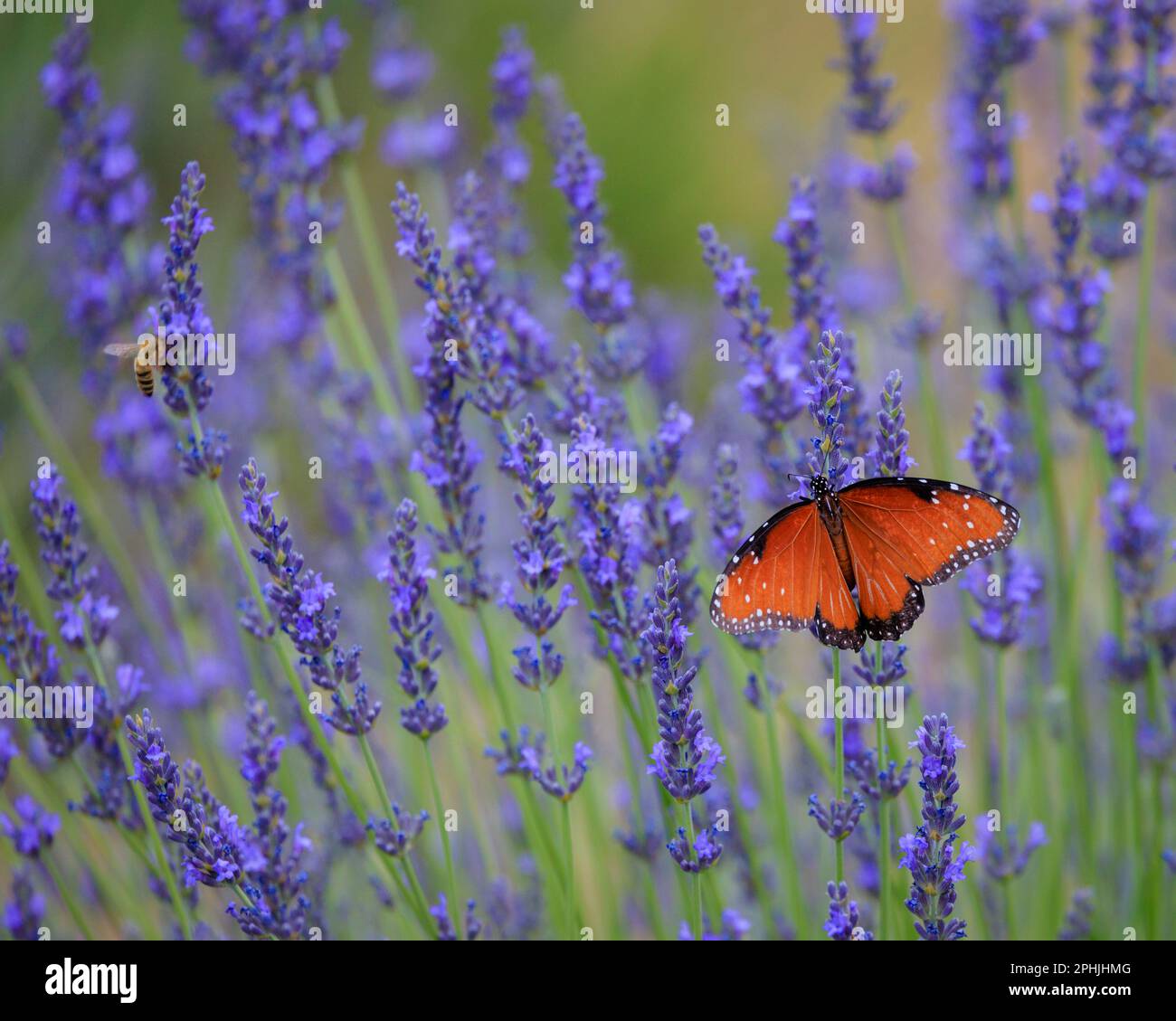 Deux pollinisateurs, un papillon orange et une abeille faisant leur travail dans un champ de lavande. Banque D'Images