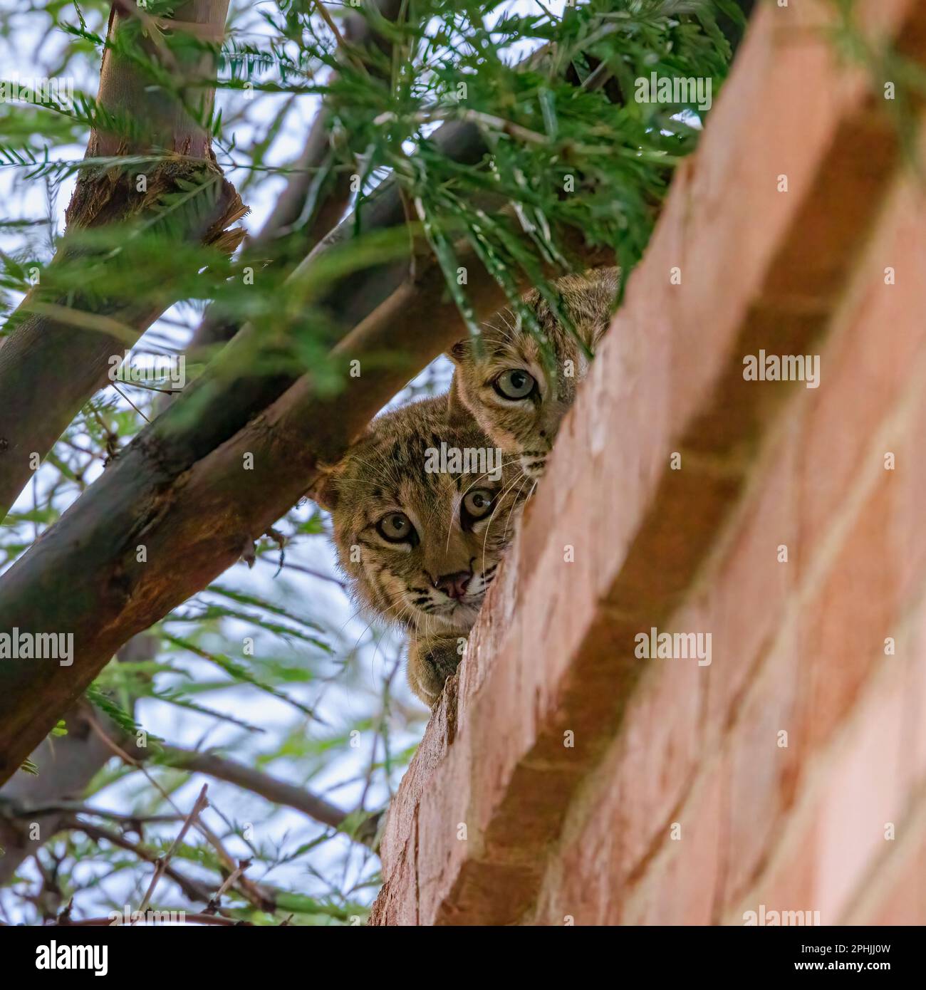 Deux jeunes bobchats curieux redescendent du toit d'une maison à travers la canopée d'un arbre mesquite. Banque D'Images