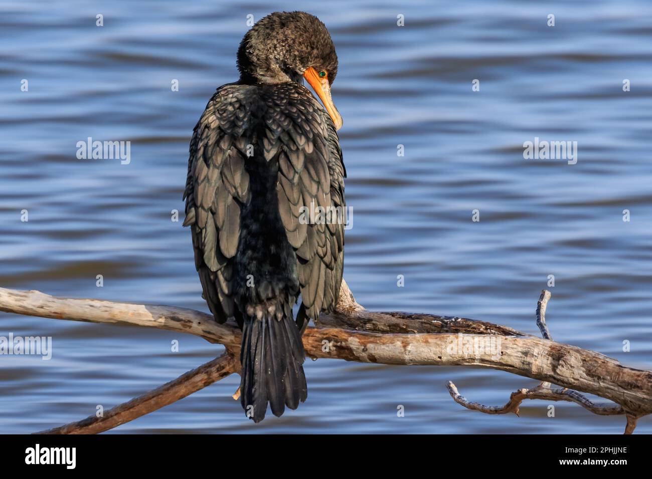 Cormorant à deux mâts (Nannopterum auritum) perché sur les rives du lac Hefner à Oklahoma City, Oklahoma, États-Unis Banque D'Images