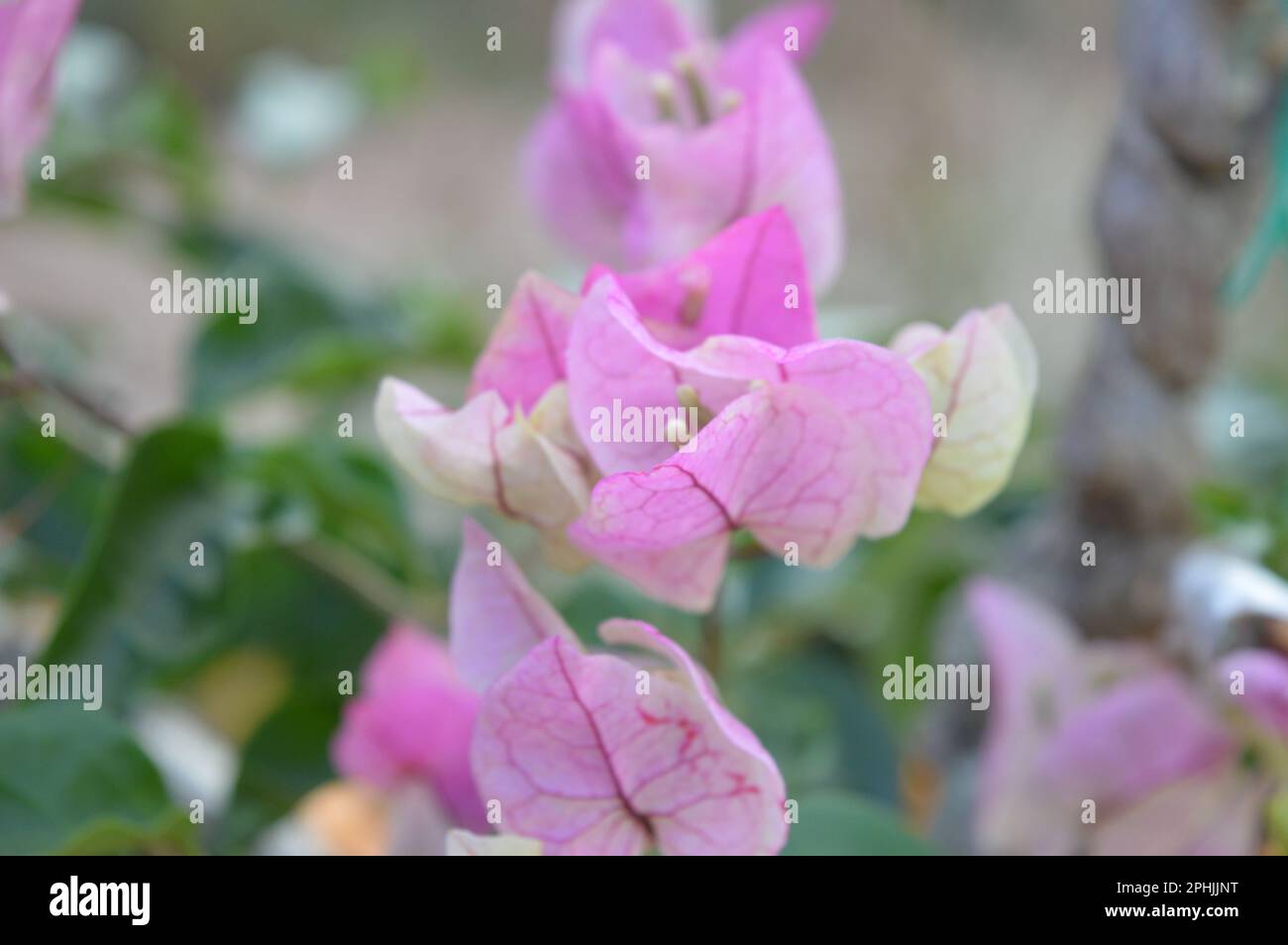 Bougainvilliers fleurs fond. Bougainvilliers rose vif comme fond floral. Bougainvillea fleurs texture et backgro Banque D'Images