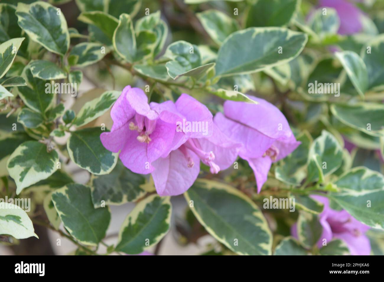 Bougainvilliers fleurs fond. Bougainvilliers rose vif comme fond floral. Bougainvillea fleurs texture et backgro Banque D'Images