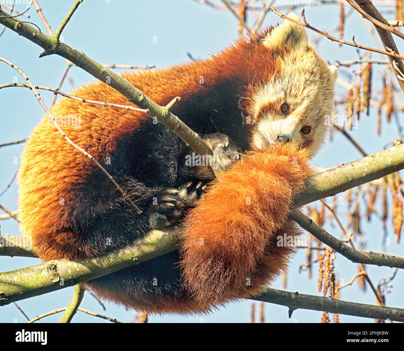 Panda rouge (Ailurus fulgens), également connu sous le nom de panda inférieur, avec bambou Banque D'Images