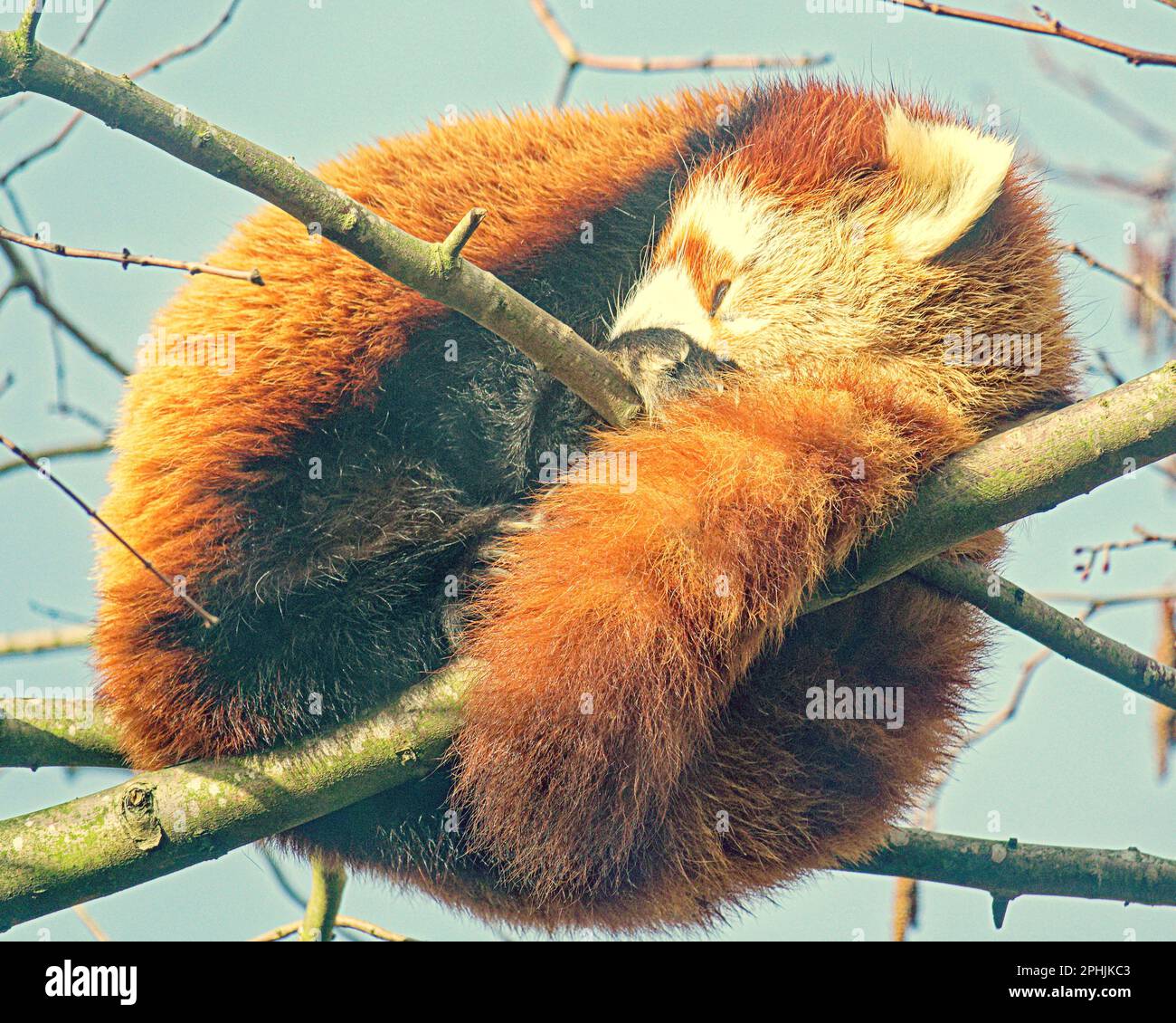 Panda rouge (Ailurus fulgens), également connu sous le nom de panda inférieur, avec bambou Banque D'Images