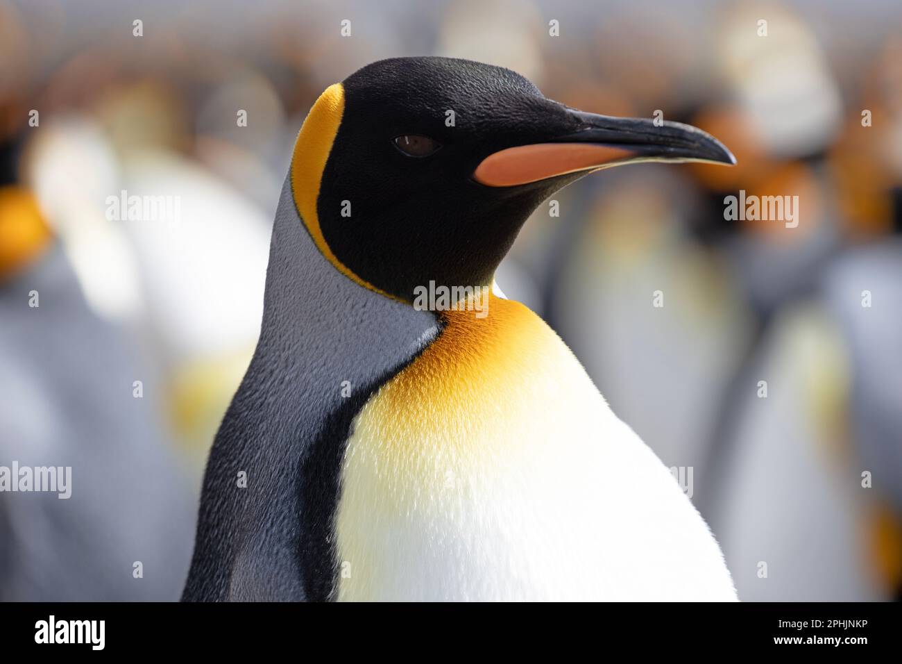 Un roi Penquin, Aptenodytes Patagonicus, à Volunteer point dans les îles Falkland. Banque D'Images