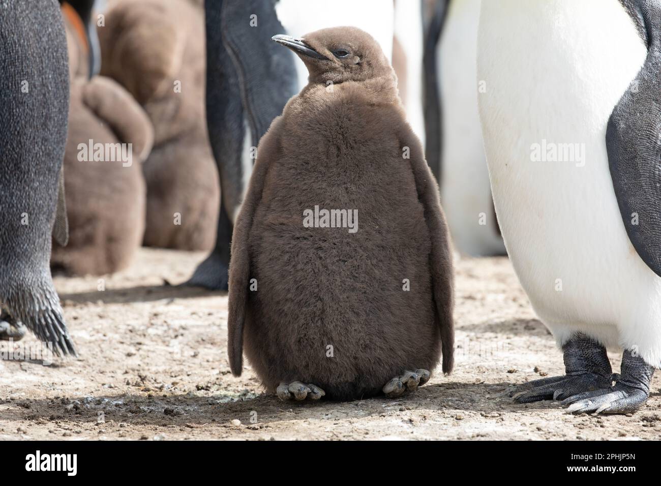 Le roi Penquin juvénile, ou poussin, Aptenodytes Patagonicus, au point Volunteer dans les îles Falkland. Banque D'Images