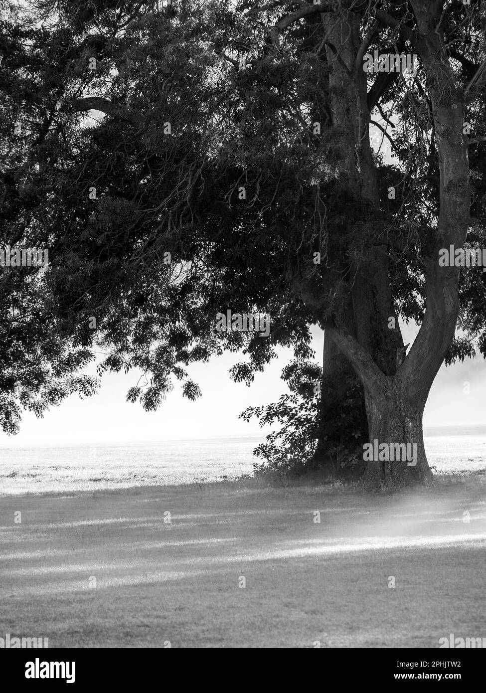 Dawn Light, Kings Meadow, Reading, Berkshire, Angleterre, ROYAUME-UNI, GB. Banque D'Images