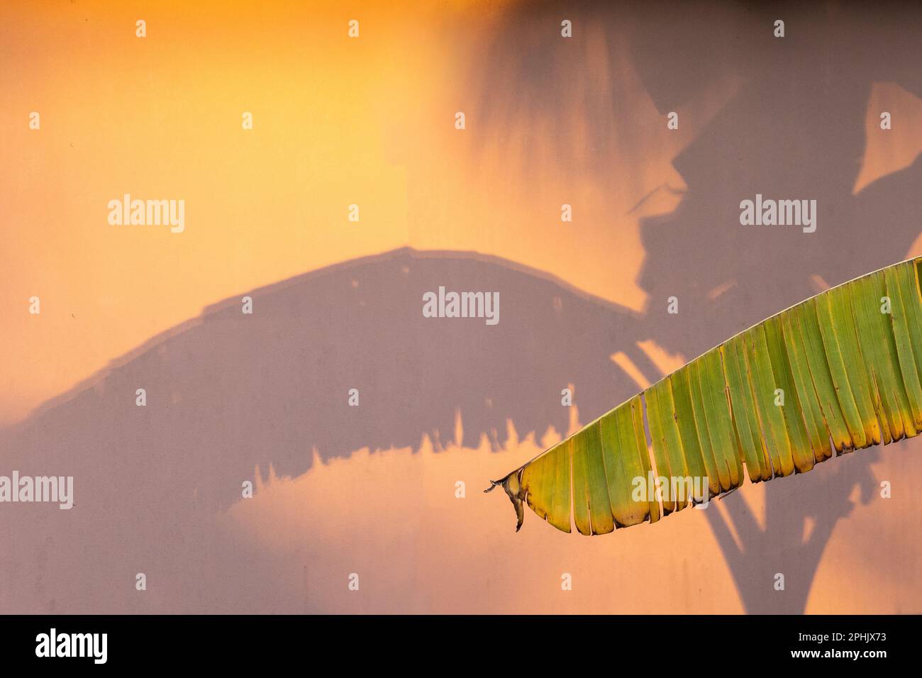 Ombre au lever du soleil d'une feuille de palmier Banana Banque D'Images