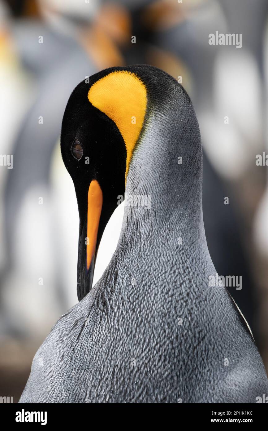 King Penquins, Aptenodytes Patagonicus, au point Volunteer dans les îles Falkland. Banque D'Images