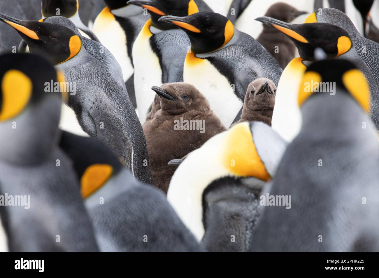 Un roi Penquin, Aptenodytes Patagonicus, parmi les adultes, à Volunteer point dans les îles Falkland. Banque D'Images