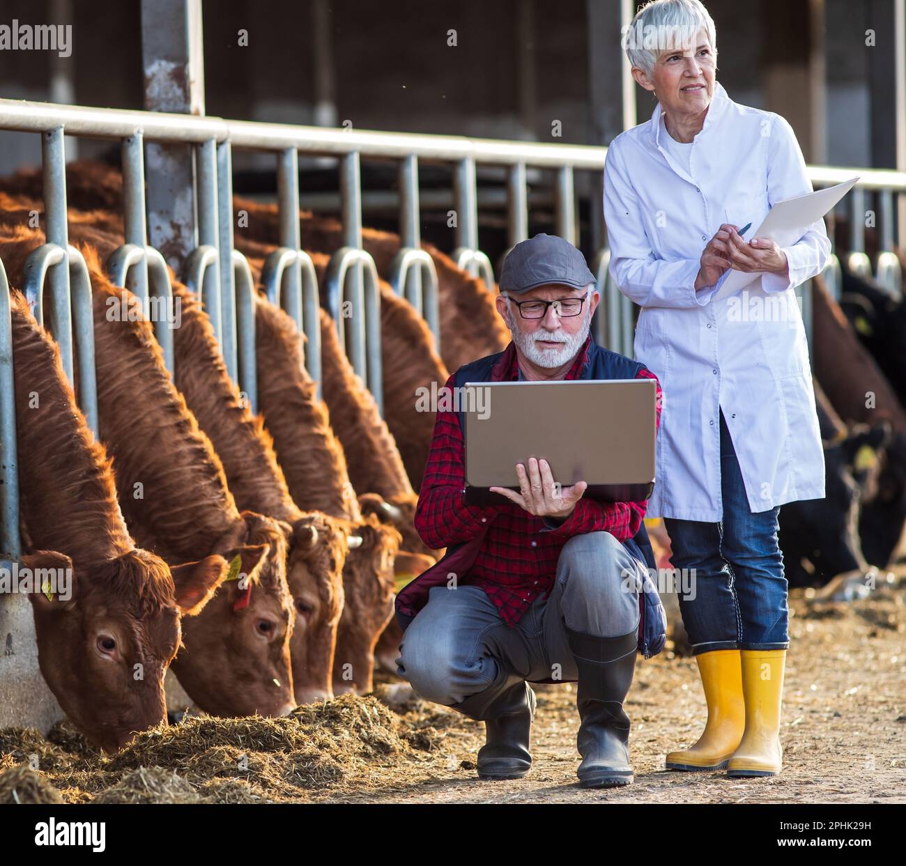 Éleveur senior qui se croupe et travaille sur un ordinateur portable et une femme vétérinaire mature à côté de lui sur une ferme de vache Banque D'Images Éleveur senior qui se croupe et travaille sur un ordinateur portable et une femme vétérinaire mature à côté de lui sur une ferme de vache Banque D'Images
