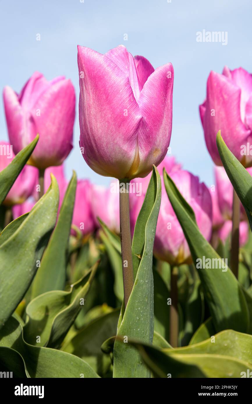 Les tulipes roses poussent dans un champ au printemps aux pays-Bas, par une journée ensoleillée avec un ciel bleu au-dessus Banque D'Images