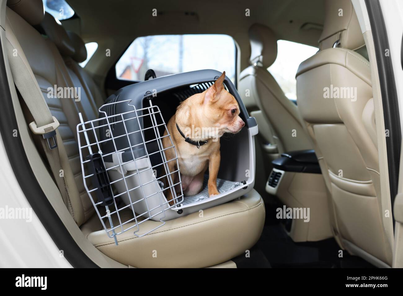 Petit Chihuahua dans le porte-animaux à l'intérieur de la voiture Banque D'Images