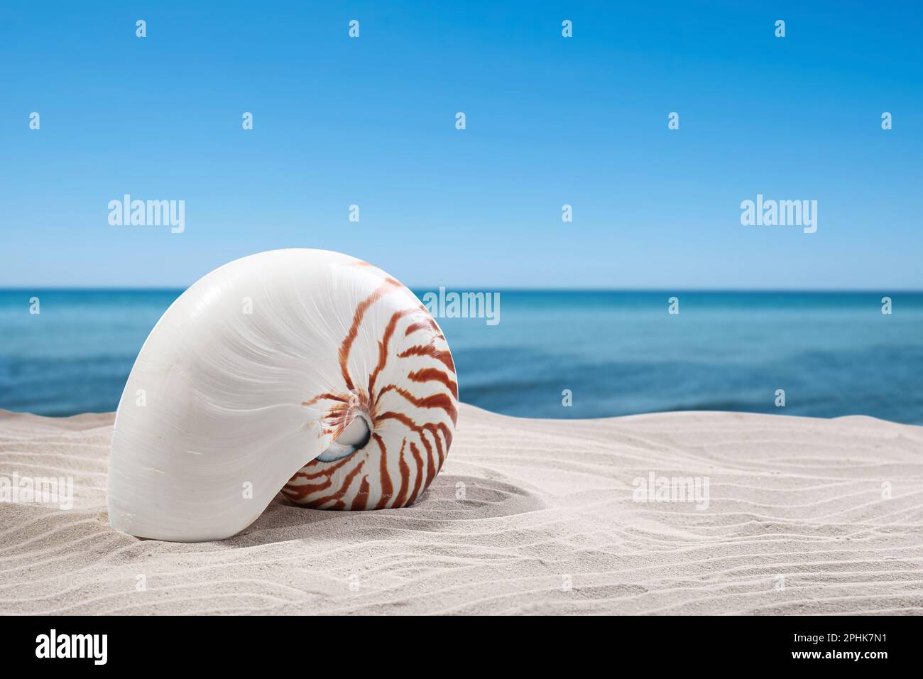 Nautilus Shell sur la plage de sable près de l'océan, espace pour le texte Banque D'Images