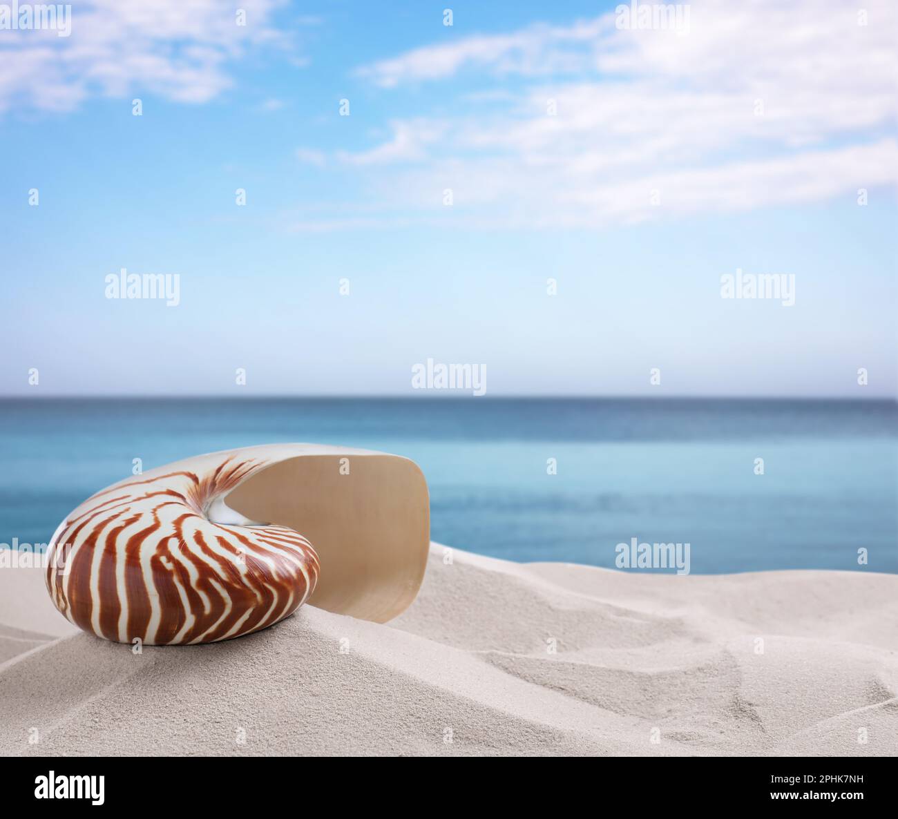 Nautilus Shell sur la plage de sable près de l'océan, espace pour le texte Banque D'Images
