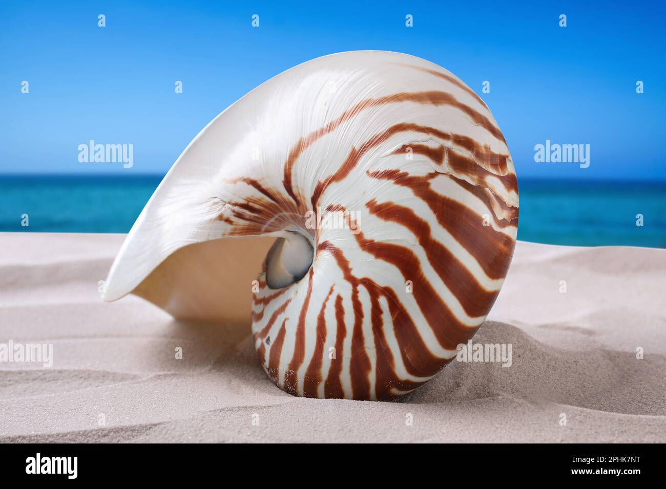 Nautilus se couche sur une plage de sable près de l'océan, vue rapprochée Banque D'Images