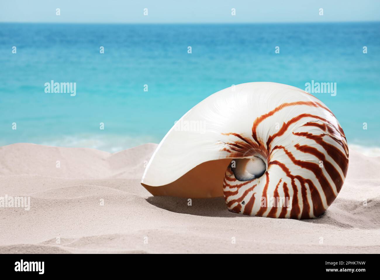 Nautilus Shell sur une plage de sable près de l'océan Banque D'Images
