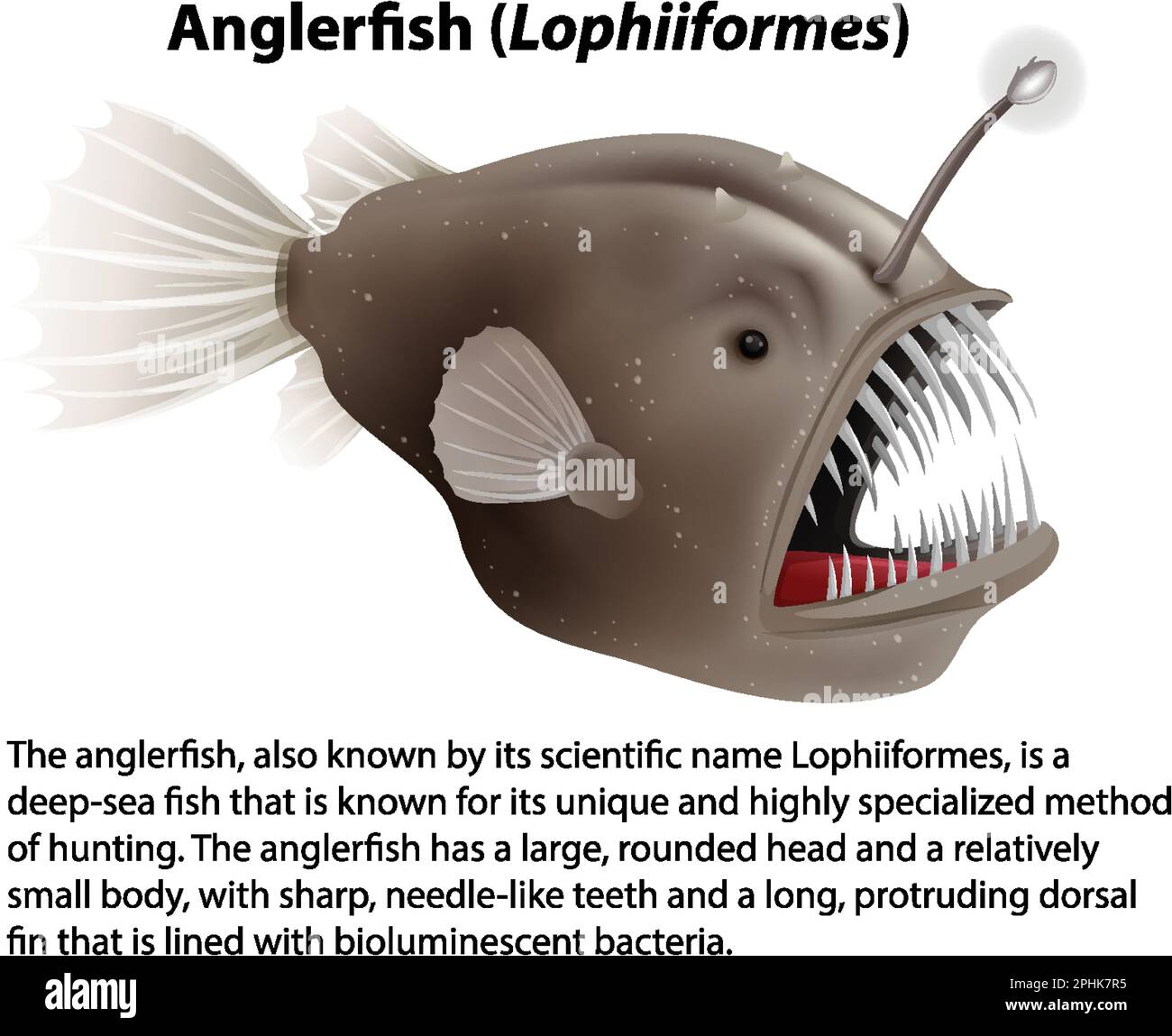 Anglerfish (Lophiiformes) avec illustration textuelle informative Illustration de Vecteur