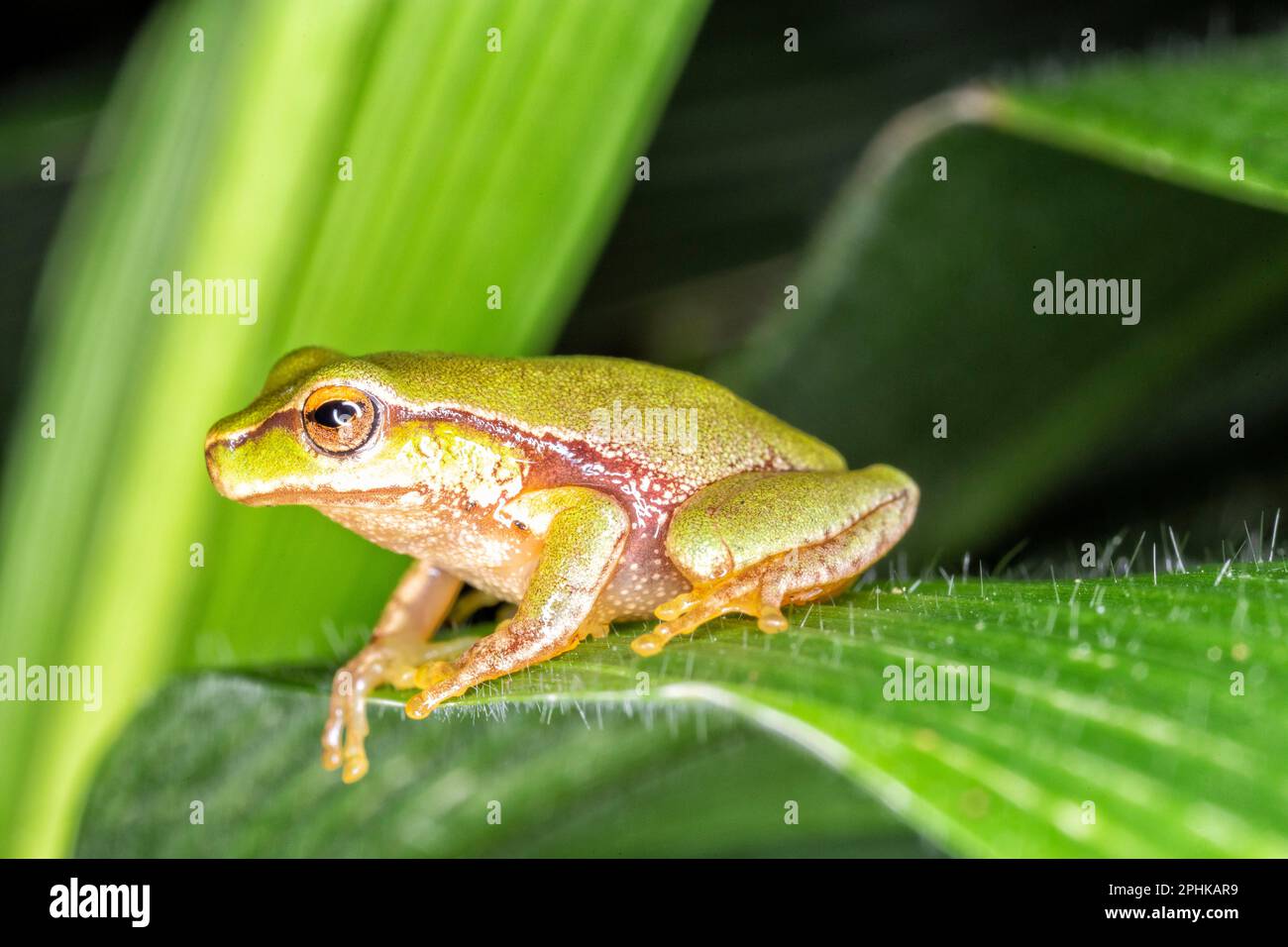 Grenouille verte, Sydney Banque D'Images