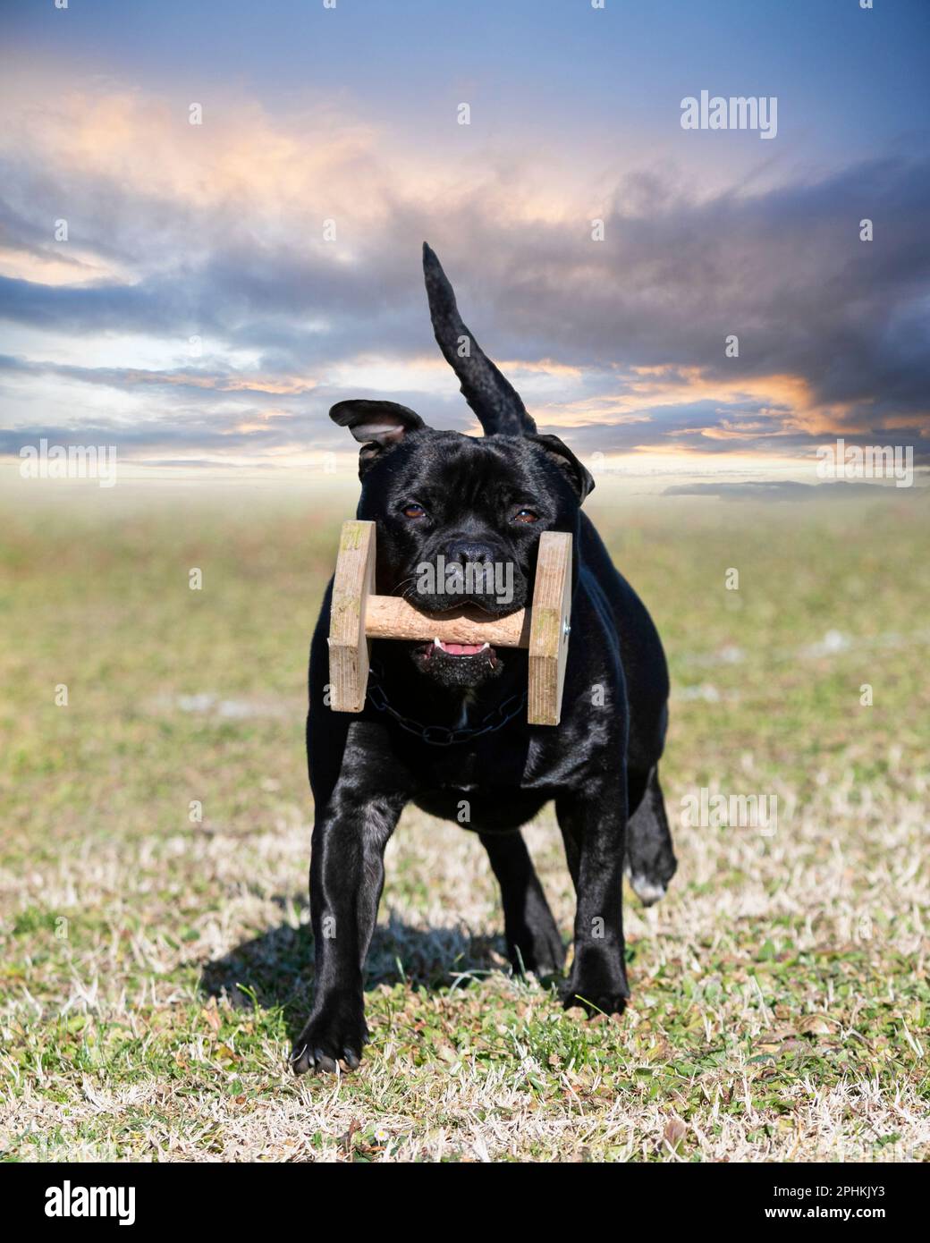 staffordshire bull terrier récupérer un haltère pour la discipline d'obéissance Banque D'Images