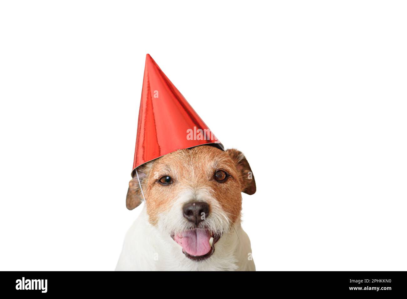 Portrait d'un chien drôle isolé sur fond blanc portant un chapeau de fête rouge Banque D'Images