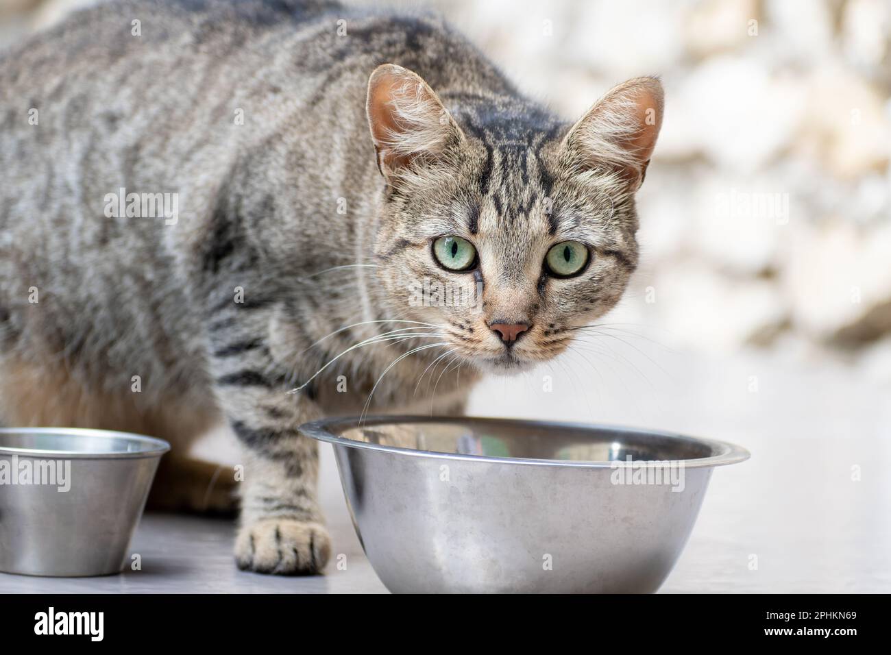 Mignon jeune tabby chat manger Banque D'Images