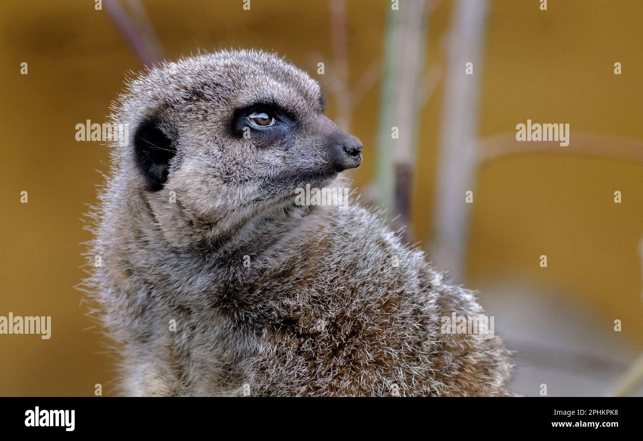 Le méerkat ou le suricate est une petite monoie que l'on trouve en Afrique australe. Banque D'Images