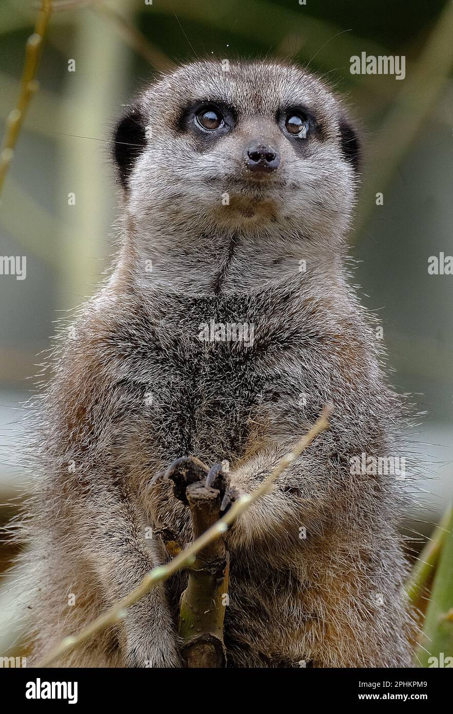 Le méerkat ou le suricate est une petite monoie que l'on trouve en Afrique australe. Banque D'Images