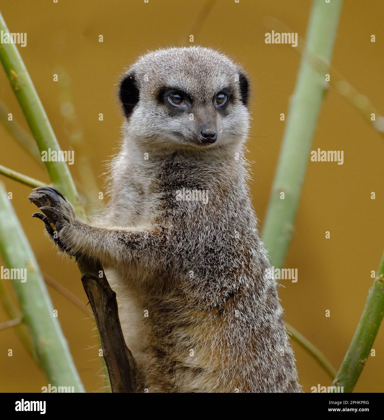 Le méerkat ou le suricate est une petite monoie que l'on trouve en Afrique australe. Banque D'Images