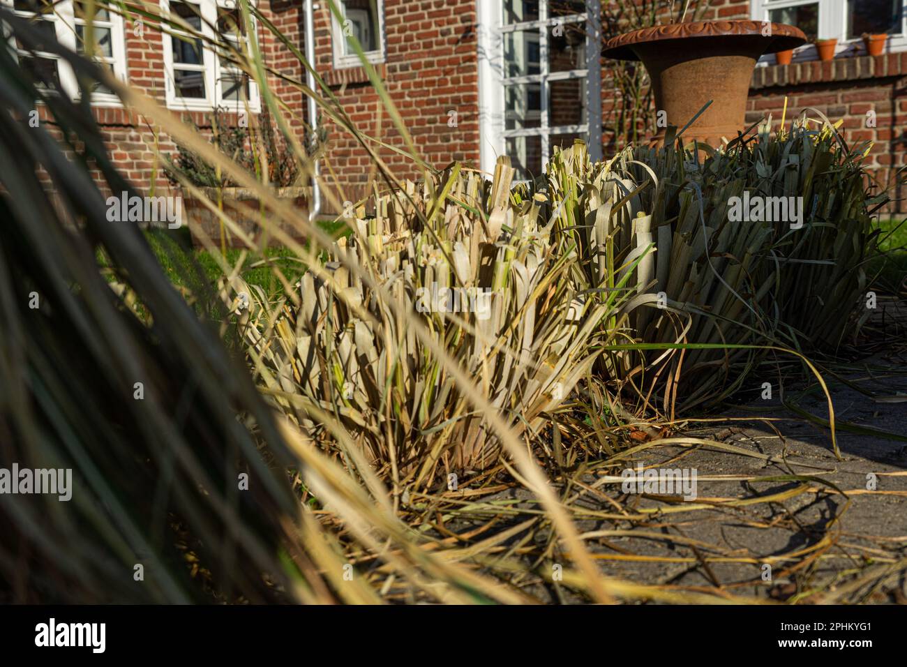 Jardinage au début du printemps: Couper les lames d'herbe de pampas morts de la saison dernière Banque D'Images