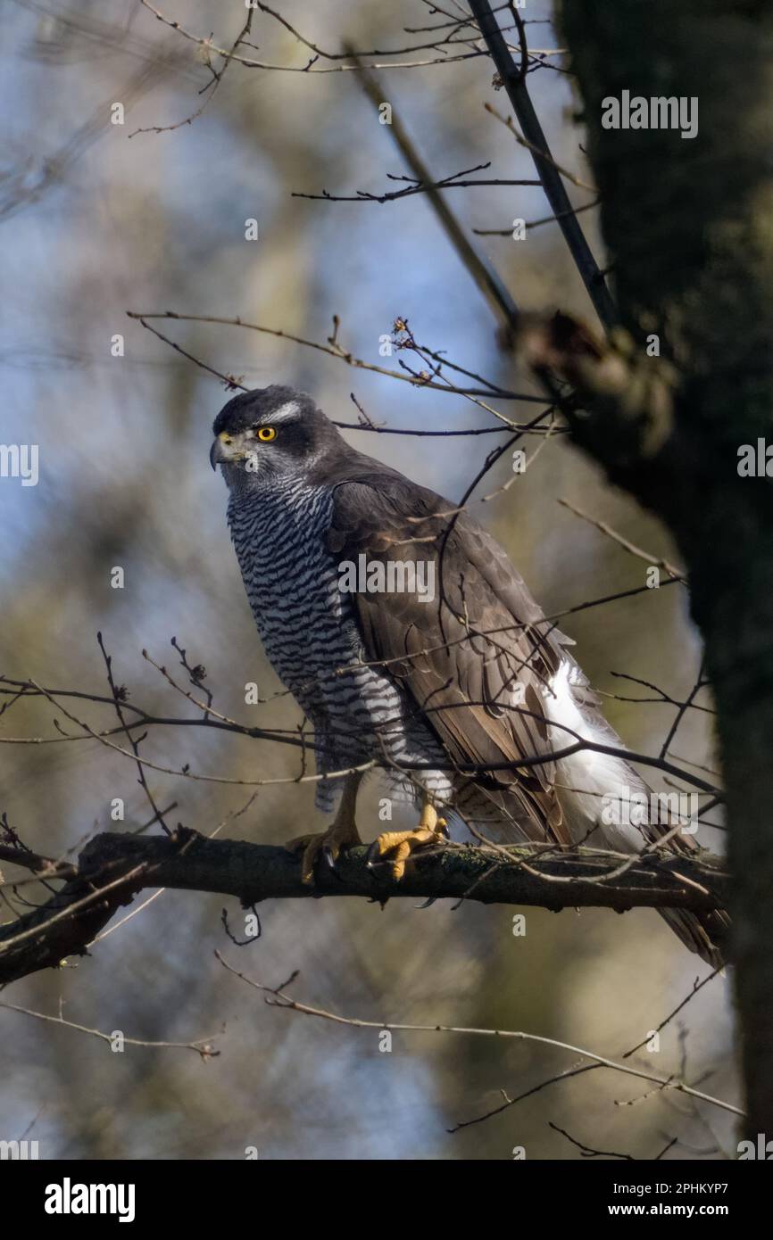 dans les bois anciens... Palpeur du Nord ( Accipiter gentilis ), goshawk féminin à la chasse Banque D'Images dans les bois anciens... Palpeur du Nord ( Accipiter gentilis ), goshawk féminin à la chasse Banque D'Images