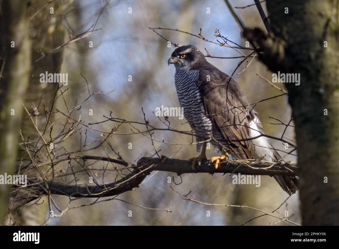 oiseau de proie... Goshawk ( Accipiter gentilis ), goshawk féminin dans l'arbre Banque D'Images