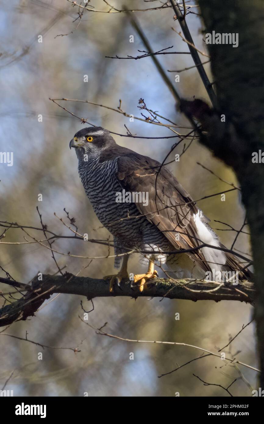 oiseau de proie indigène... Gosshawk eurasienne ( Accipiter gentilis ), goshawk femelle dans les bois Banque D'Images