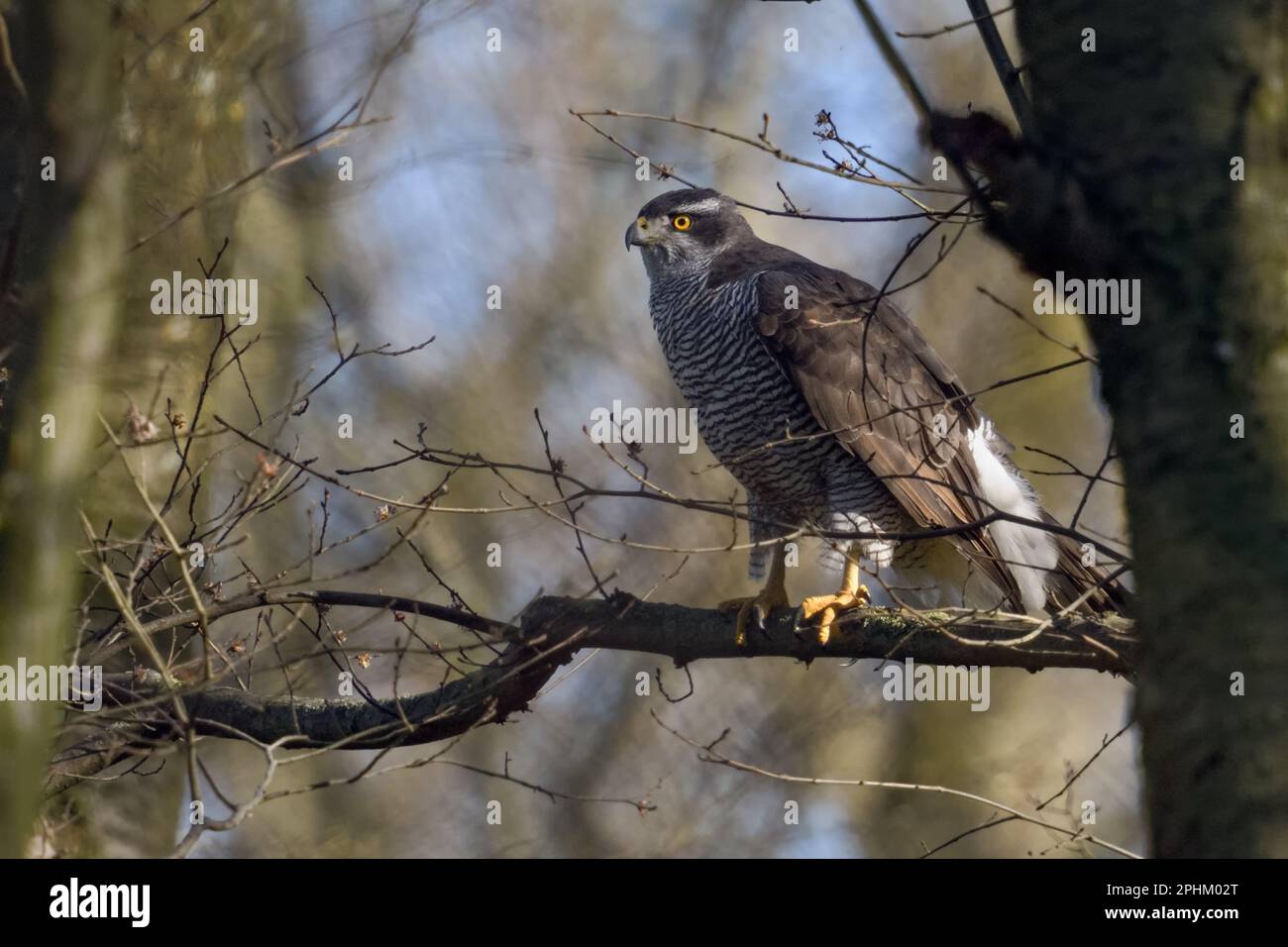 oiseau de proie indigène... Gosshawk eurasienne ( Accipiter gentilis ), goshawk femelle dans les bois Banque D'Images