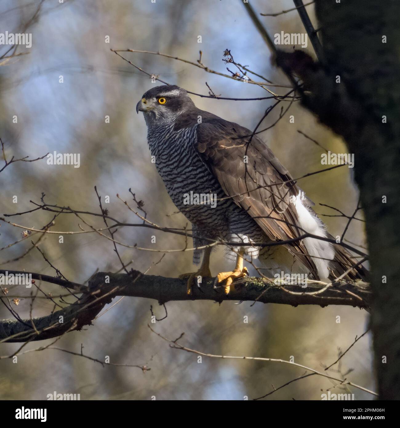 oiseau de proie indigène... Gosshawk eurasienne ( Accipiter gentilis ), goshawk femelle dans les bois Banque D'Images
