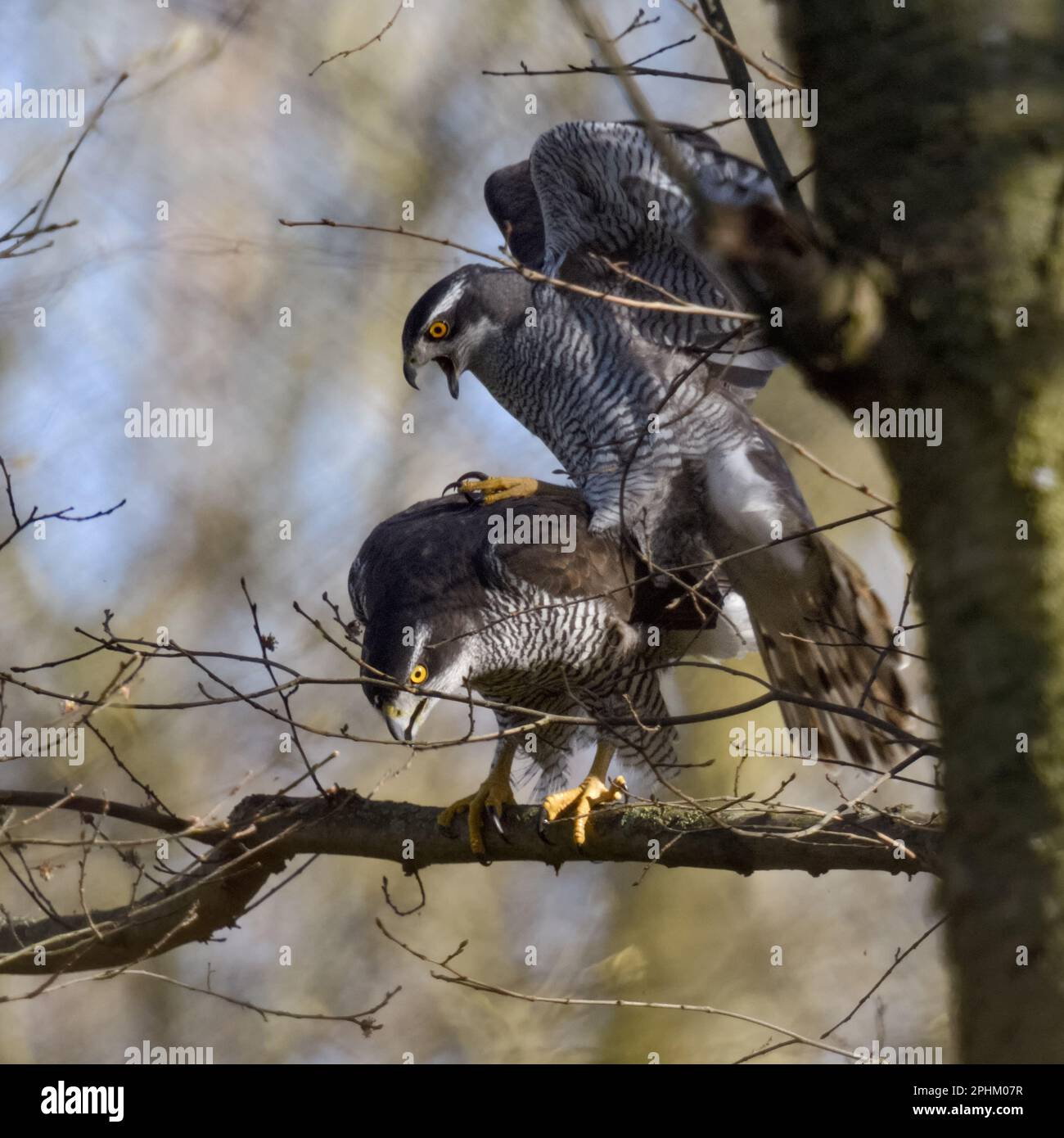 Équilibre de l'action dans les arbres... Goshawk ( Accipiter gentilis ), paire de goshawks qui se ponent Banque D'Images Équilibre de l'action dans les arbres... Goshawk ( Accipiter gentilis ), paire de goshawks qui se ponent Banque D'Images