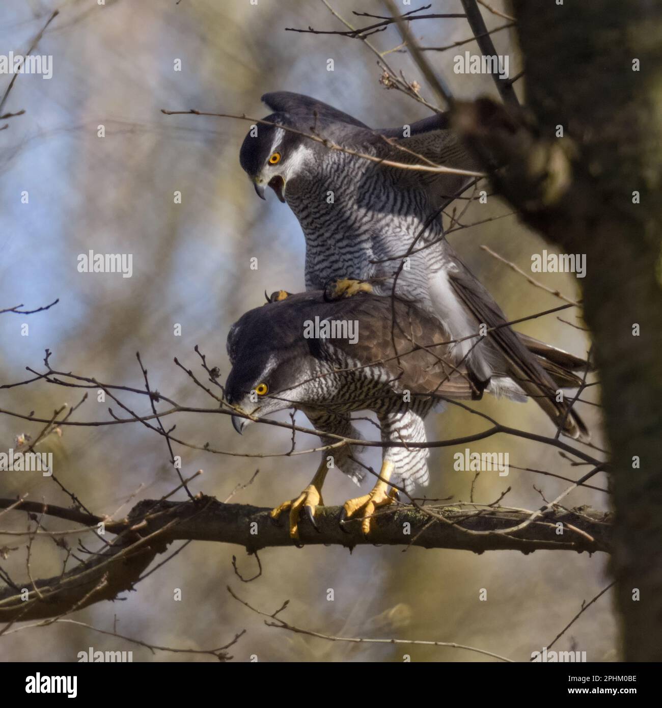 Copula... Gosshawks ( Accipiter gentilis ), paire de gosshawks qui se sont accouplés Banque D'Images Copula... Gosshawks ( Accipiter gentilis ), paire de gosshawks qui se sont accouplés Banque D'Images