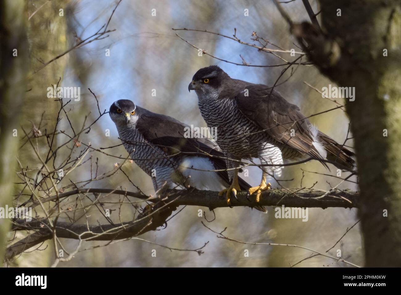 Homme et femme... Goshawk * Accipiter gentilis *, paire de goshawks assis les uns à côté des autres dans l'arbre après l'accouplement Banque D'Images Homme et femme... Goshawk * Accipiter gentilis *, paire de goshawks assis les uns à côté des autres dans l'arbre après l'accouplement Banque D'Images
